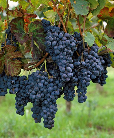 Merlot grapes at Nac Gironde France   AC LalandedePomerol