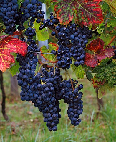 Merlot grapes in vineyard at Nac Gironde France  LalandedePomerol  Bordeaux