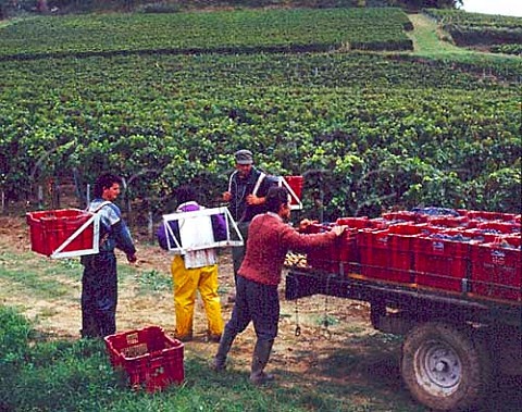 Harvesting grapes in vineyard of Chteau Belair   Stmilion Gironde France   Saintmilion  Bordeaux