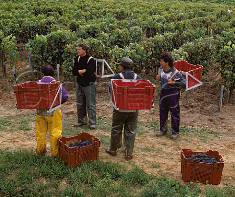 Harvesting grapes in vineyard of Chteau Belair   Stmilion Gironde France   Saintmilion  Bordeaux
