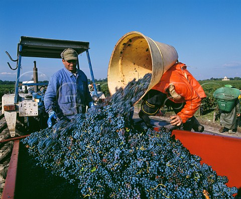 Hod carriers tipping Cabernet Franc grapes into trailer at Chteau Siran Labarde Gironde France Margaux  Mdoc 