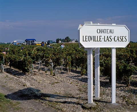 Harvesting grapes in vineyard of   Chteau LovilleLasCases StJulien Gironde   France   Mdoc  Bordeaux