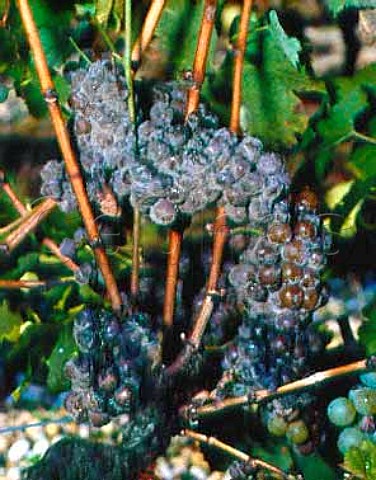 Botrytised Semillon grapes on the vine  Sauternes Gironde France   Sauternes  Bordeaux