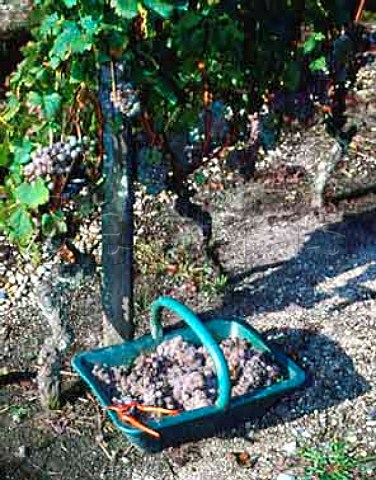 Basket of botrytised Semillon grapes in vineyard   Sauternes Gironde France  sauternes  Bordeaux
