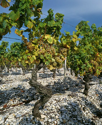Semillon vineyard of Chteau de RayneVigneau on gravel soil at Bommes Gironde France Sauternes  Bordeaux    