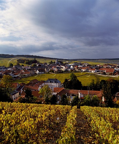 Autumnal vines lead down to the village of Le Mesnil  sur Oger which surrounds the small walled vineyard of Clos du Mesnil owned by Krug   Marne France  Cte des Blancs  Champagne