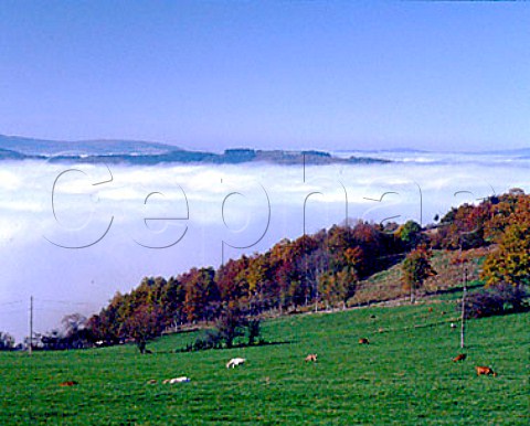 Goats grazing above the autumn fog on the Beaujolais   Mountains    Rhne France  RhneAlpes