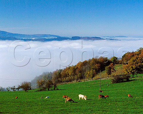 Goats grazing above the autumn fog on the Beaujolais   Mountains