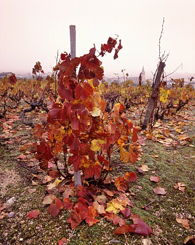 Autumnal Gamay vines on granite soil near Chnas Rhne France  MoulinVent  Beaujolais