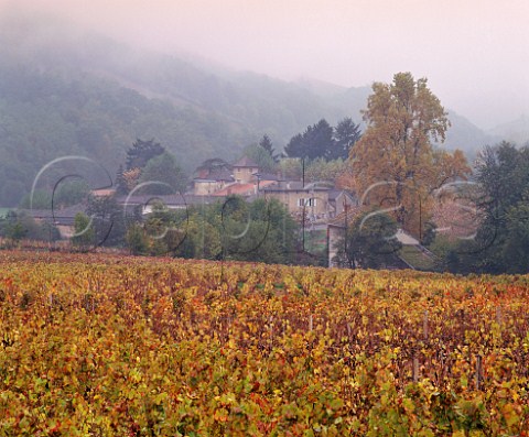 Autumnal Gamay vineyards on foggy day at Julinas Rhne France    Julinas  Beaujolais