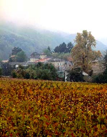 Autumnal Gamay vines on foggy day at Julienas   Beaujolais  AC Julienas