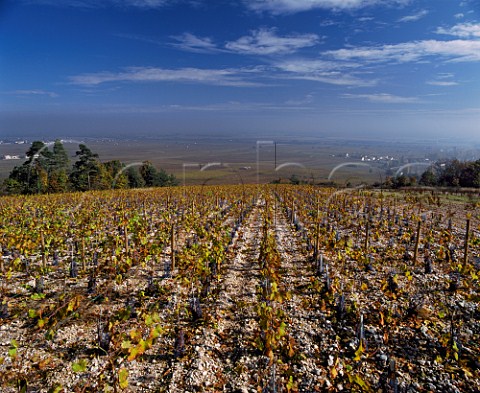 Autumnal vineyard on limestone soil high in the commune of ChambolleMusigny Cte dOr France  Cte de Nuits