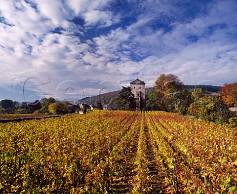 Chteau de GevreyChambertin and autumnal Pinot Noir vineyard Cte dOr France  Cte de Nuits