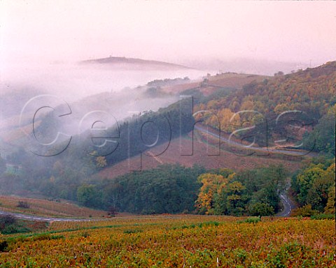 Autumnal fog clinging to the slopes of the   Beaujolais Mountains The vineyards are in the   commune of Chiroubles and are some of the highest in   the region     France