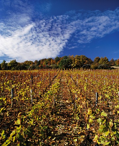 Les Petits Musigny vineyard ChambolleMusigny Cte dOr France  Cte de Nuits Grand Cru