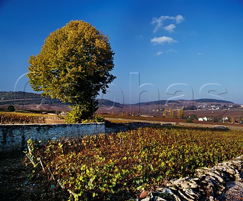 Autumnal tree and Chardonnay vineyards at Meursault Cte dOr France Cte de Beaune