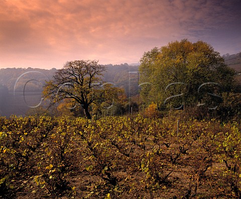 Vineyard in late autumn high on the slopes of the   Beaujolais Mountains in the commune of Chiroubles   Rhne France     Chiroubles  Beaujolais