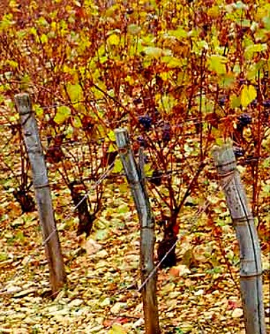 Autumnal vines in vineyard of En la Rue de Vergy MoreyStDenis Cte Dor France Cte de Nuits