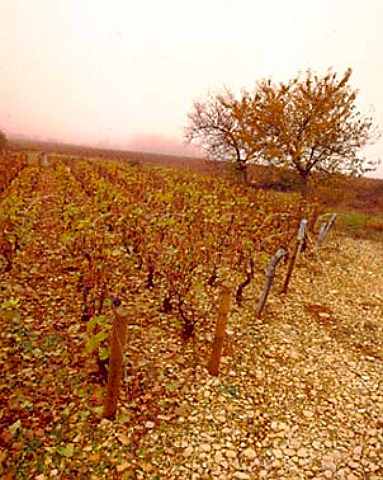 Autumnal vines in vineyard of En la Rue de Vergy MoreyStDenis Cte dOr France Cte de Nuits