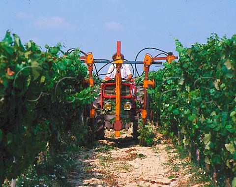 Mechanical pruning of vineyard in summer   Fronton HauteGaronne France    Cte du Frontonnais
