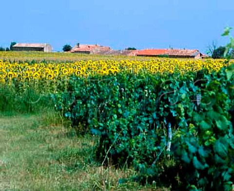 Vineyard and Sunflowers at Fronton HauteGaronne    Cotes du Frontonnais