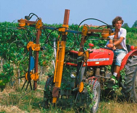 Mechanical pruning of vineyard in summer  Fronton HauteGaronne France    Cte du Frontonnais