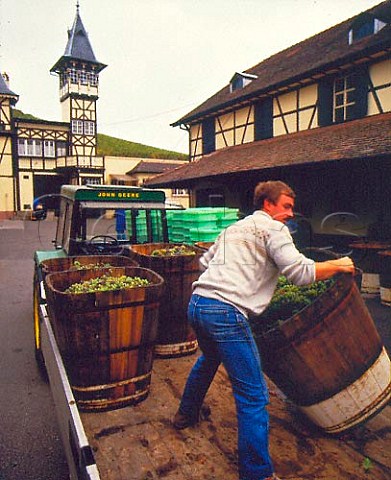 Unloading harvested Riesling grapes at the Trimbach   winery Ribeauvill HautRhin France  Alsace