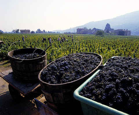 Harvesting Gamay grapes at Julinas Rhne France  Julinas  Beaujolais