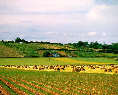 Vineyards and hay bales near village of lHomme   Sarthe France    Jasnires  Coteaux du Loir