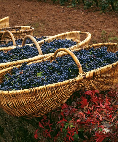 Harvested Pinot Noir grapes in traditional wicker baskets on wall of Louis Latours Les Perrires vineyard AloxeCorton Cte dOr France    AC Corton