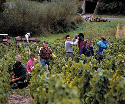 Harvesting Gamay grapes at Domaine Claude et   Michelle Joubert Lantigni near Beaujeu Rhne   France        BeaujolaisVillages