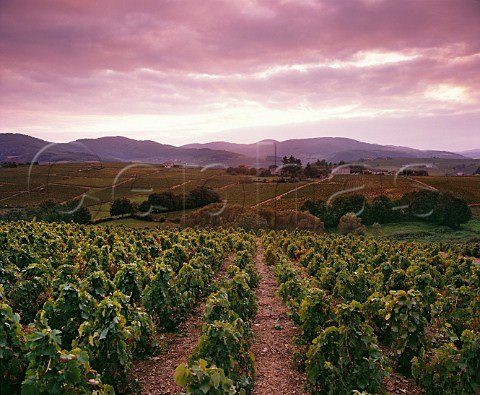 Dusk falls over the vineyards of Rgni    France  Rgni  Beaujolais