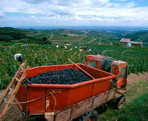 Harvesting Gamay grapes in vineyard above the   village of Chiroubles Rhne France   Chiroubles  Beaujolais