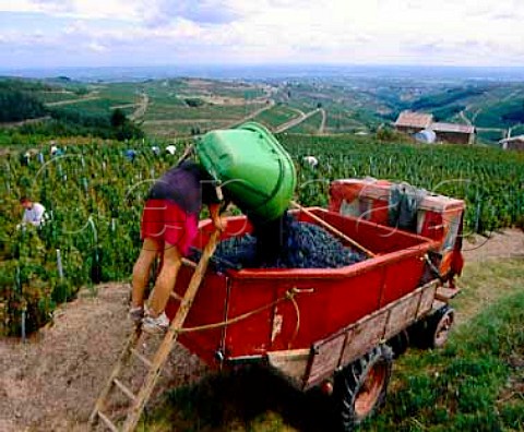 Harvest time in vineyards above the village of   Chiroubles Rhne France    Chiroubles  Beaujolais