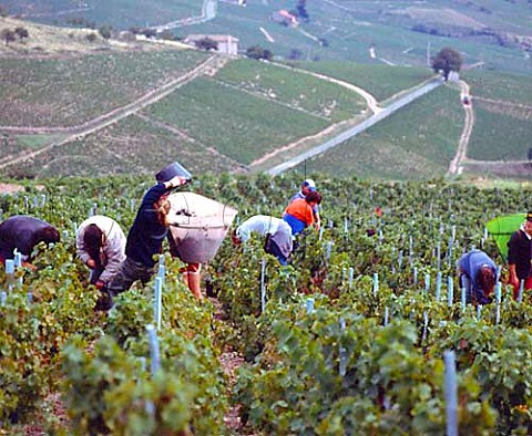 Harvesting Gamay grapes in vineyards above the   village of Chiroubles Rhne France  Beaujolais