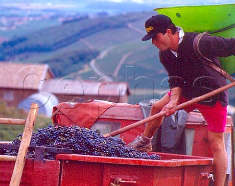 Harvesting Gamay grapes in vineyard above the   village of Chiroubles SaneetLoire France    Chiroubles  Beaujolais
