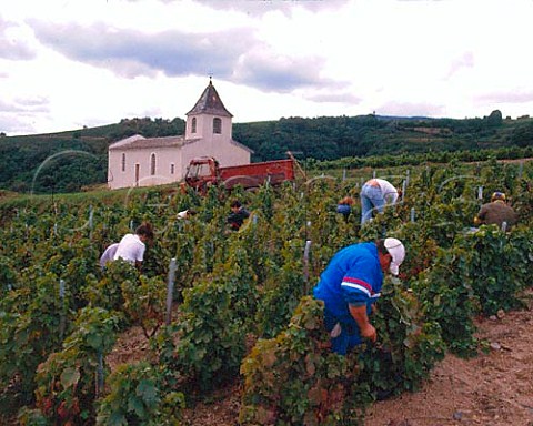 Harvesting Gamay grapes in vineyard by the chapel of   StRoch in the commune of Chiroubles   SaneetLoire France  Beaujolais
