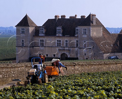 Harvesting Pinot Noir grapes in Les Petits Musigny vineyard of Domaine Comte Georges de Vog with the chteau of the Clos de Vougeot beyond The wall separates the communes of ChambolleMusigny and Vougeot  Cte dOr France  Cte de Nuits Grand Cru