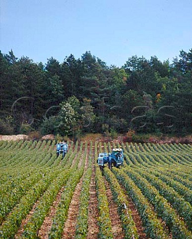 Machine harvesting of Chardonnay grapes in vineyard   of Maison Alain Geoffroy at Beine Yonne France    AC Chablis