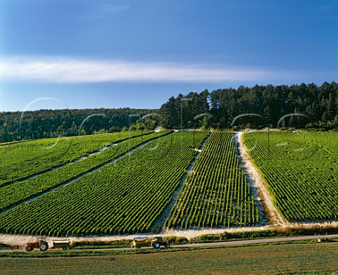 Vineyards of the Cte de Fontenay FontenayprsChablis Yonne France Chablis Premier Cru