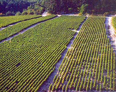 Chablis Premier Cru vineyards of the Cote de   Fontenay at Fontenaypres Chablis Yonne France