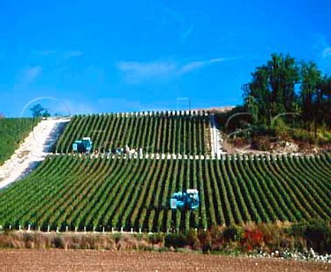 Machine harvesting in vineyard at   FontenaypresChablis Yonne France AC Chablis