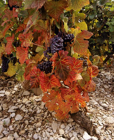Pinot Noir vine with Red Leaf Virus leafroll on  limestone soil near Nantoux Cte dOr France  Bourgogne Hautes Ctes de Beaune