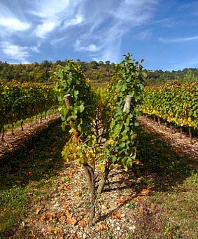 Lyre trellised vineyard at AuxeyDuresses Cote dOr France Cote de Beaune