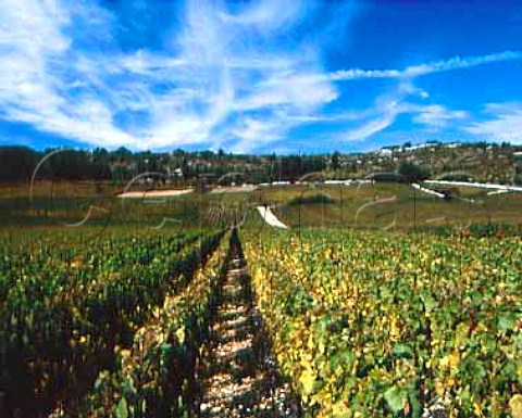 Climat du Val vineyard AuxeyDuresses Cote dOr   France   Cote de Beaune