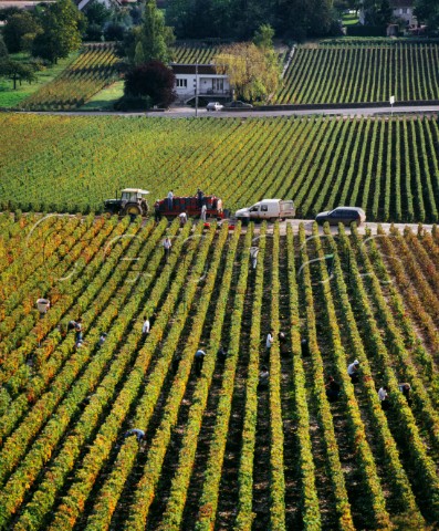 Picking Pinot Noir grapes in Les Breterins vineyard AuxeyDuresses Cte dOr France Cte de Beaune Premier Cru