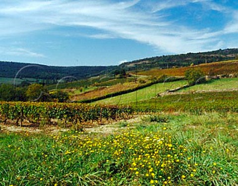 Vineyards near Meloisey Cote dOr France   Bourgogne Hautes Cotes de Beaune
