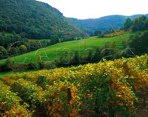 Vineyard near BaumelesMessieurs Jura France    AC Ctes de Jura