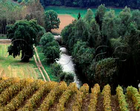 Vineyard on the slopes below the village of Chateau   Chalon with the River Seille beyond   Jura France   AC Chateau Chalon