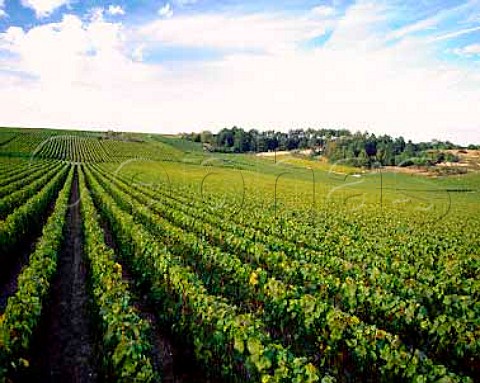 Vineyards at La Celle sous Chantemerle Aube France   Champagne  Cotes de Sezanne